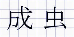 成虫