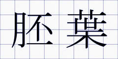 胚葉
