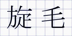 旋毛