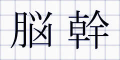 脳幹