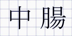 中腸