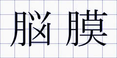脳膜