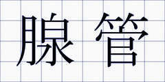 腺管