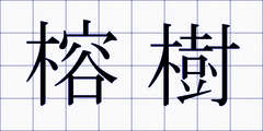 榕樹
