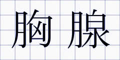 胸腺
