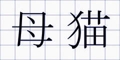 母猫