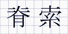 脊索