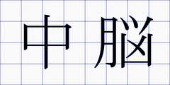 中脳