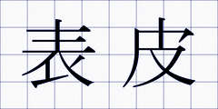 表皮