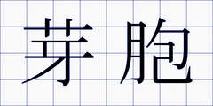 芽胞