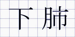 下肺