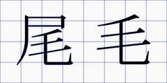 尾毛