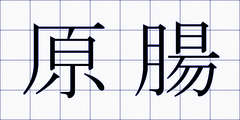 原腸