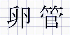 卵管
