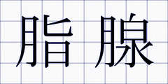 脂腺