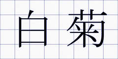 白菊