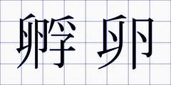 孵卵