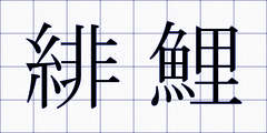 緋鯉