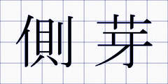 側芽