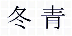 冬青