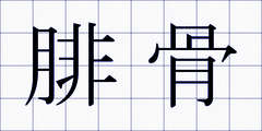 腓骨