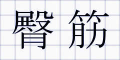 臀筋