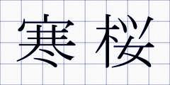 寒桜