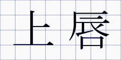 上唇