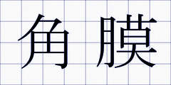 角膜