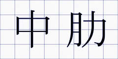 中肋